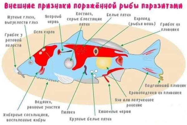 Paraziții peștilor de apă dulce: Informații importante pentru pescari